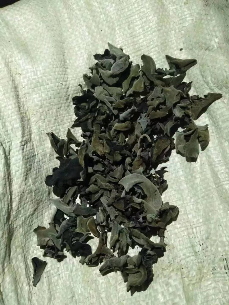 正宗东北黑木耳产地直发需要代理可谈