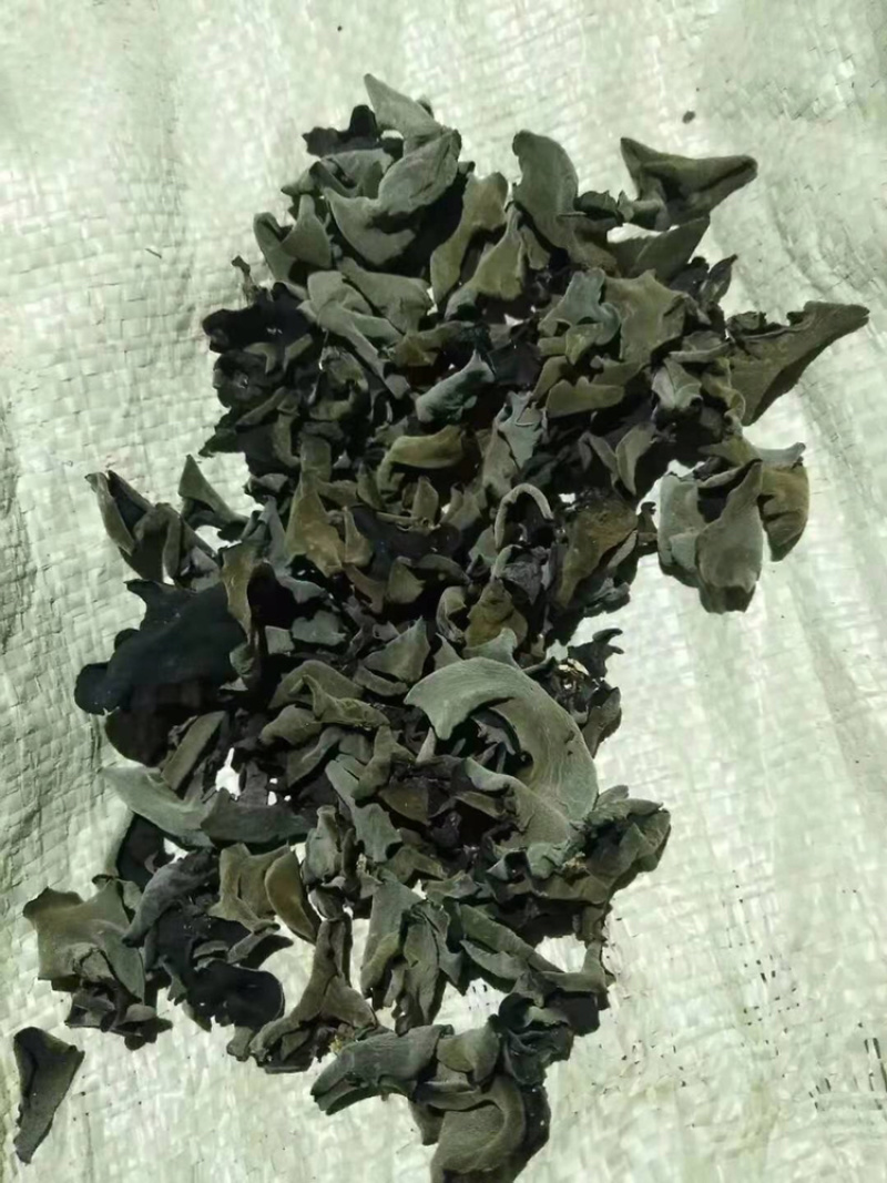 正宗东北黑木耳产地直发需要代理可谈