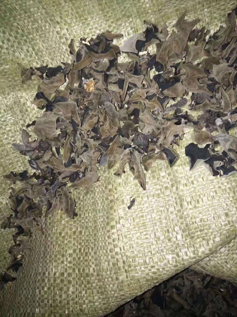 正宗东北黑木耳产地直发需要代理可谈