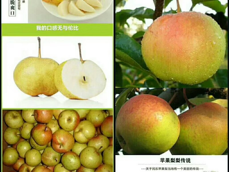 张掖民乐苹果梨