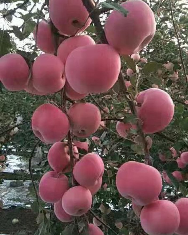 精品套袋红富士冰糖心-脆甜可口产地直发一件代发