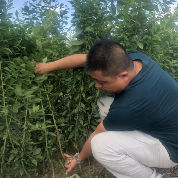 法兰西李树苗100~150cm产地直销