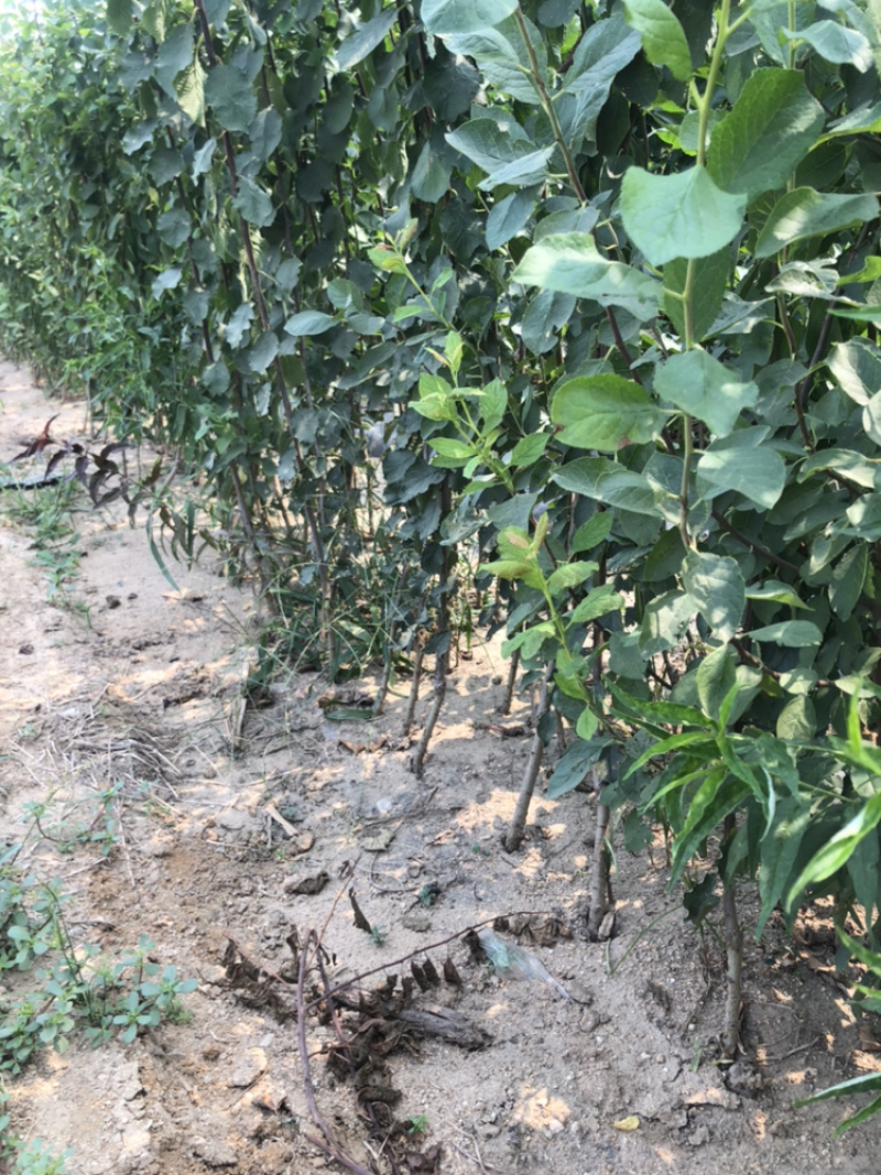 法兰西李树苗100~150cm产地直销