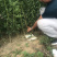 法兰西李树苗100~150cm产地直销