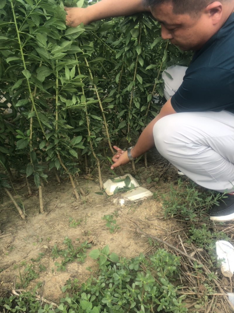 法兰西李树苗100~150cm产地直销