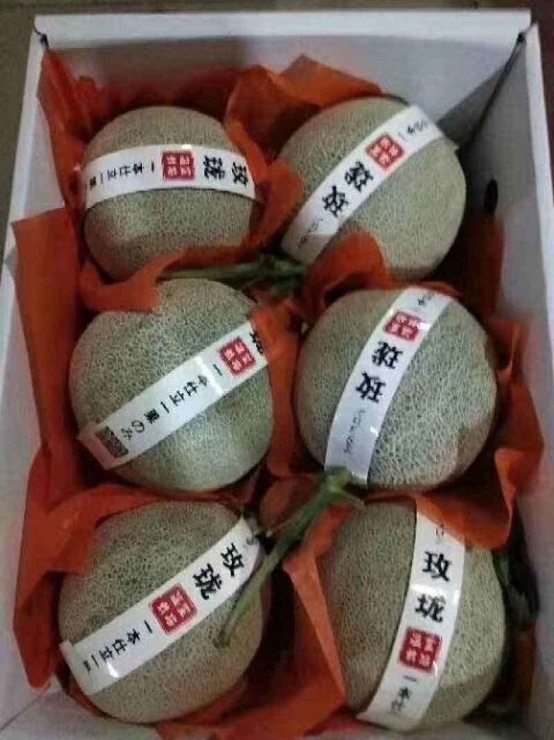 山东网纹甜瓜产地一手货源无中间商差价包装小工齐全
