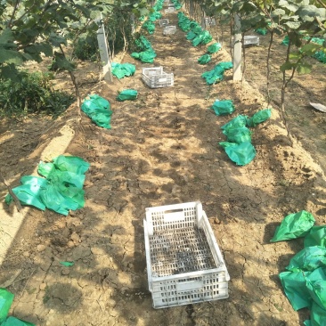 2----5年葡萄树低价大量供应，2.3米--3米水泥柱
