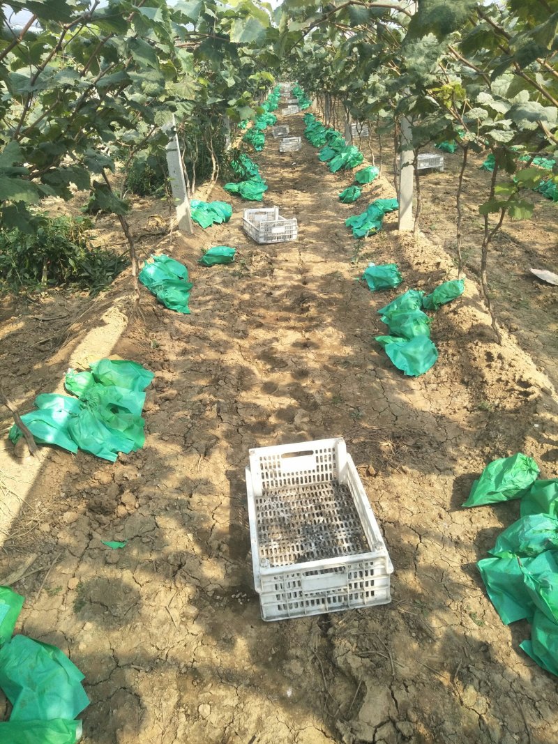 2----5年葡萄树低价大量供应，2.3米--3米水泥柱