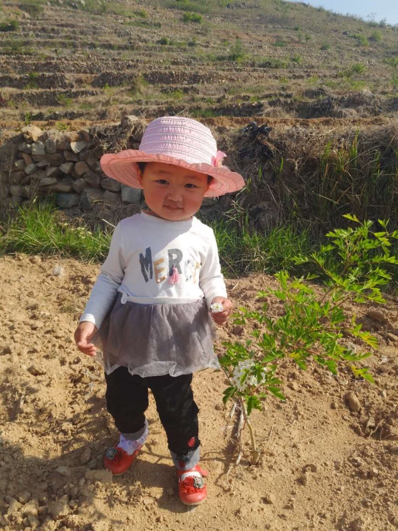 甜红子山楂优质口感好颜色好，个头好欢迎验货货源稳定