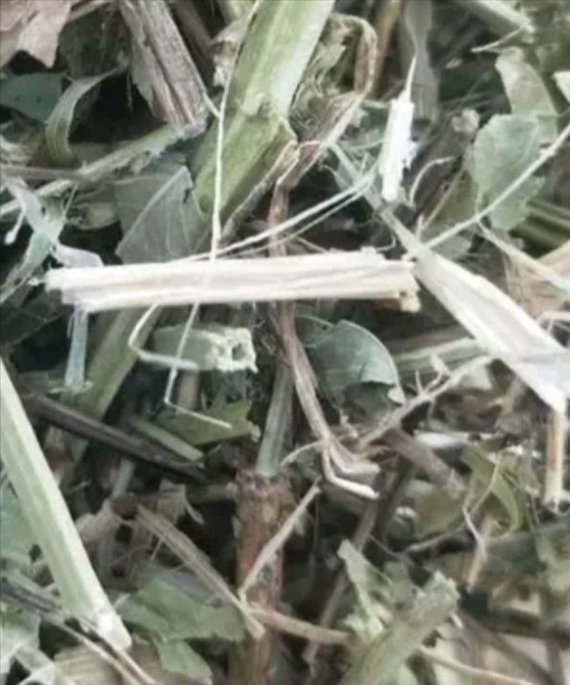 花生秧花生糠无地膜