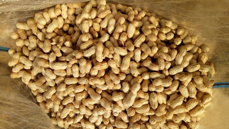 花生精选罗汉果白沙带壳干果榨油炒花生果专用出油率高