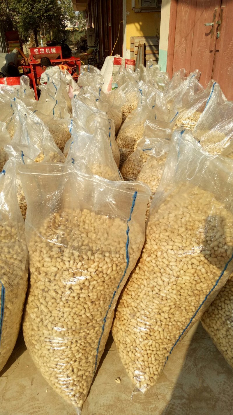 花生精选罗汉果白沙带壳干果榨油炒花生果专用出油率高