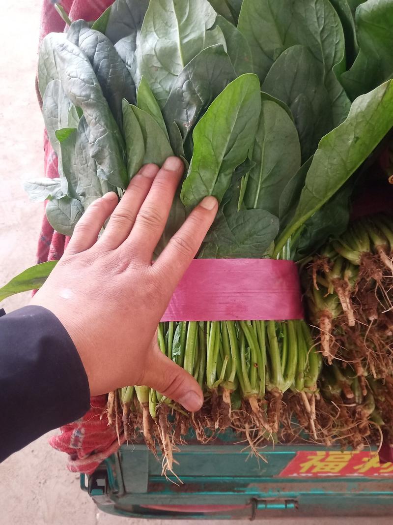 邯郸市大量供应大叶菠菜，产地直发一手货源