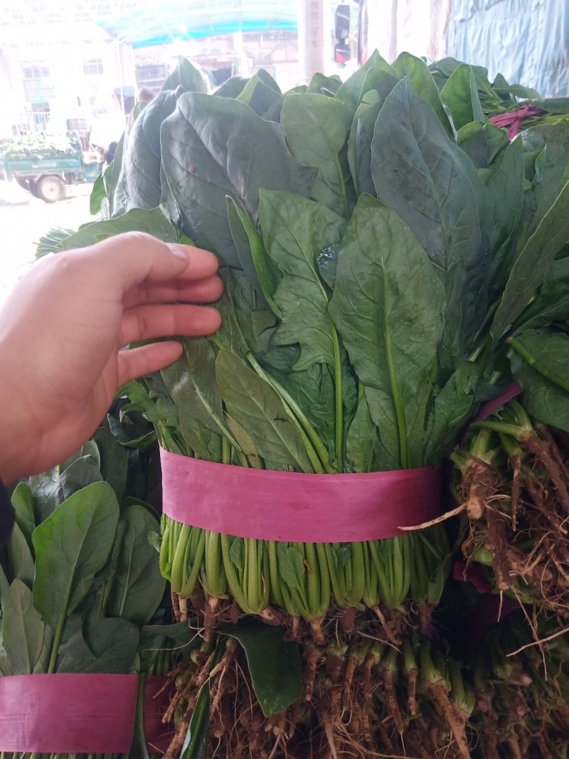 邯郸市大量供应大叶菠菜，产地直发一手货源