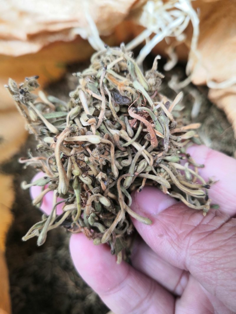 金银花贵州花带毛统货花