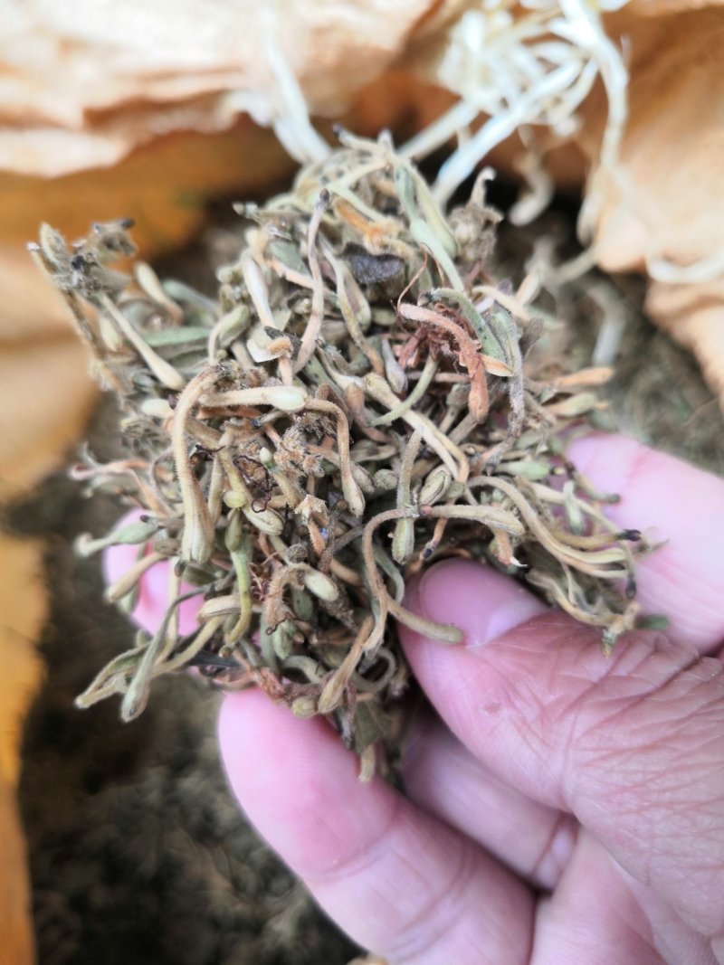 金银花贵州花带毛统货花