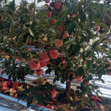 锦州寒富套袋苹果大量上市，大山地果口感甜，千万斤产区！