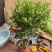 九里香盆栽室内植物盆景带花苞浓香型花卉四季开花