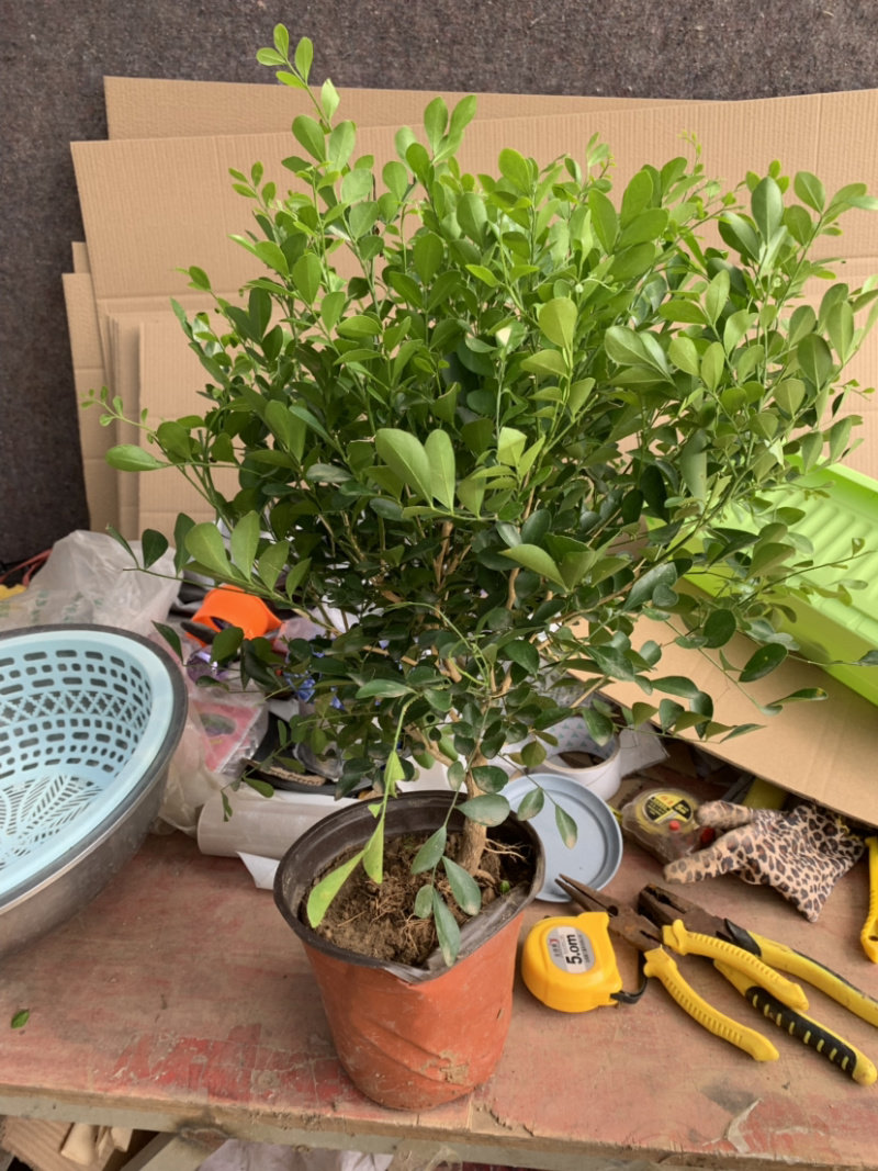 九里香盆栽室内植物盆景带花苞浓香型花卉四季开花