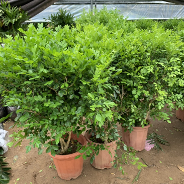 九里香盆栽室内植物盆景带花苞浓香型花卉四季开花