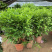 九里香盆栽室内植物盆景带花苞浓香型花卉四季开花