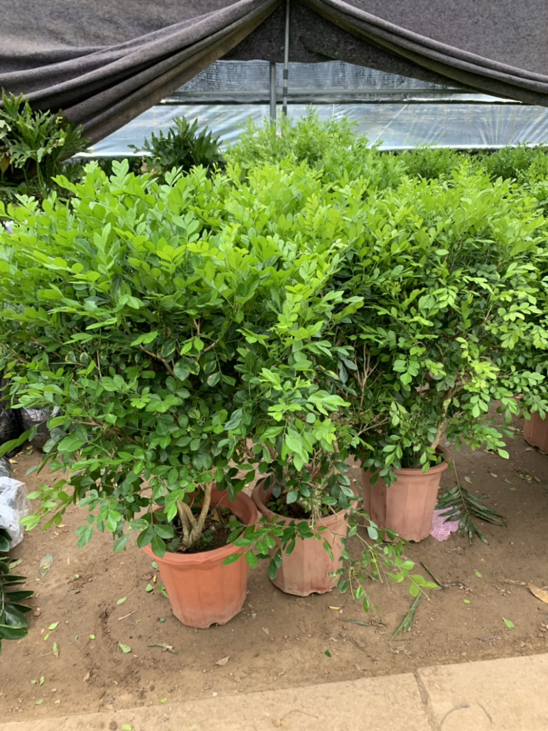 九里香盆栽室内植物盆景带花苞浓香型花卉四季开花