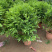 九里香盆栽室内植物盆景带花苞浓香型花卉四季开花
