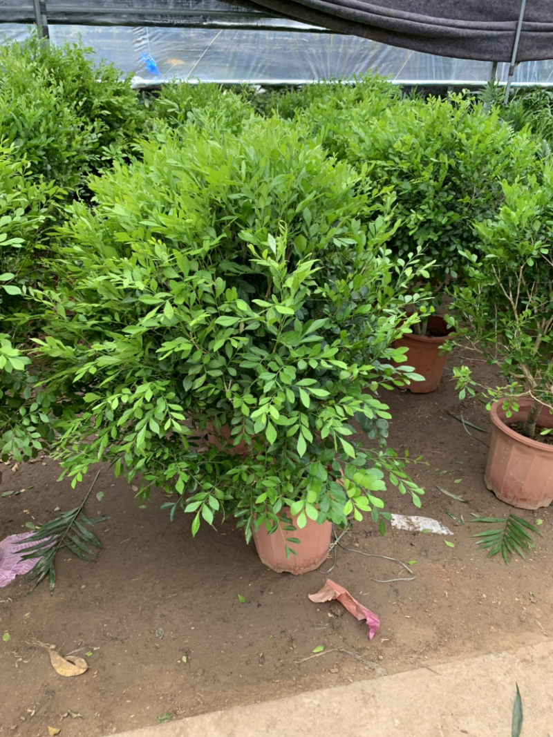 九里香盆栽室内植物盆景带花苞浓香型花卉四季开花