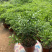 九里香盆栽室内植物盆景带花苞浓香型花卉四季开花
