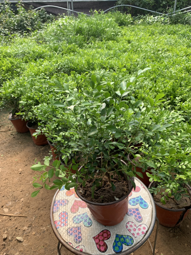 九里香盆栽室内植物盆景带花苞浓香型花卉四季开花
