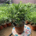 九里香盆栽室内植物盆景带花苞浓香型花卉四季开花