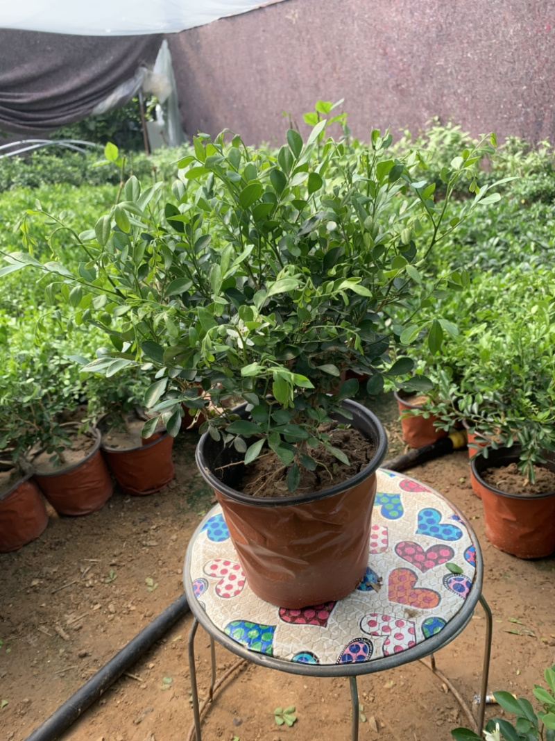 九里香盆栽室内植物盆景带花苞浓香型花卉四季开花