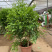 九里香盆栽室内植物盆景带花苞浓香型花卉四季开花
