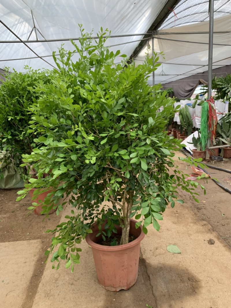 九里香盆栽室内植物盆景带花苞浓香型花卉四季开花