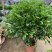 九里香盆栽室内植物盆景带花苞浓香型花卉四季开花