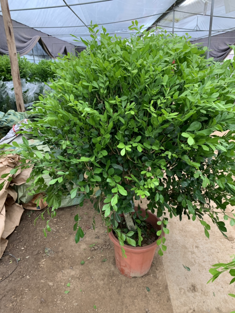 九里香盆栽室内植物盆景带花苞浓香型花卉四季开花