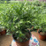 九里香盆栽室内植物盆景带花苞浓香型花卉四季开花
