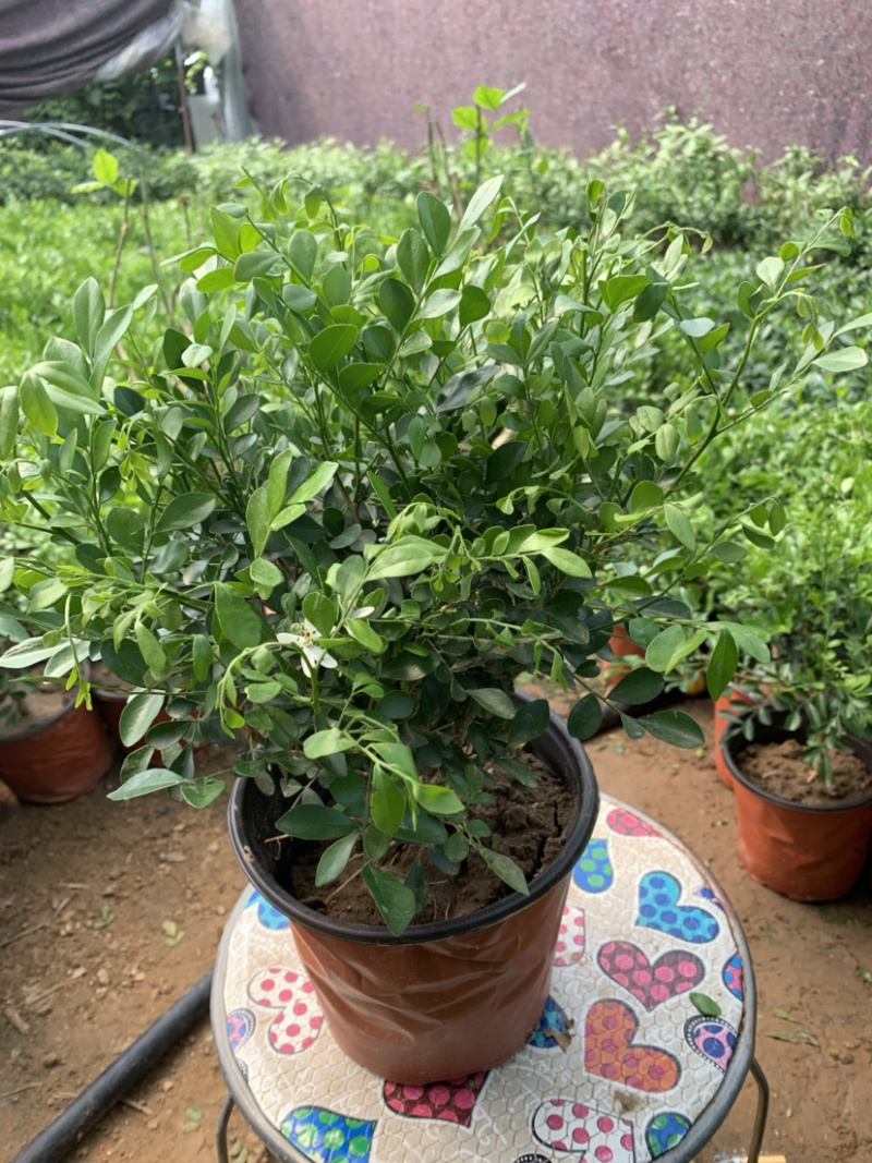 九里香盆栽室内植物盆景带花苞浓香型花卉四季开花