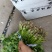 精品香菜，价格便宜，香菜漂亮，