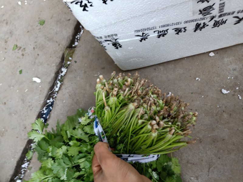 精品香菜，价格便宜，香菜漂亮，