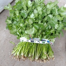 精品香菜，价格便宜，香菜漂亮，