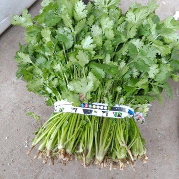 精品香菜，价格便宜，香菜漂亮，