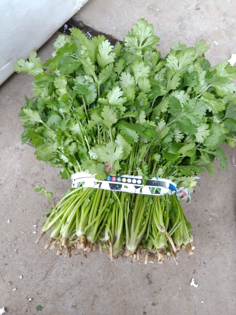 精品香菜，价格便宜，香菜漂亮，