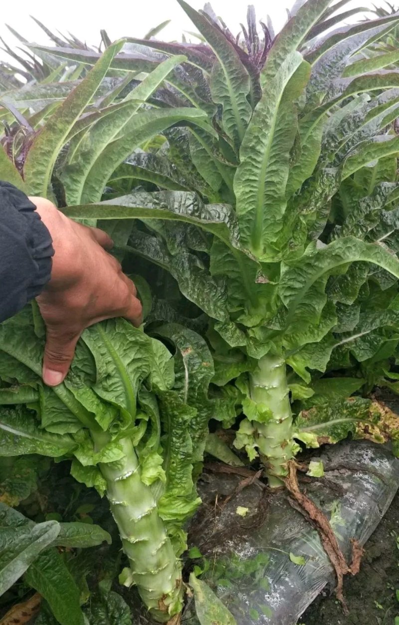 云南高原精品紫叶莴笋香笋产地货量充足可长期供货