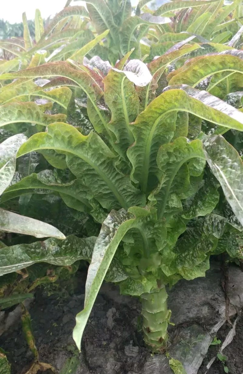 云南高原精品紫叶莴笋香笋产地货量充足可长期供货