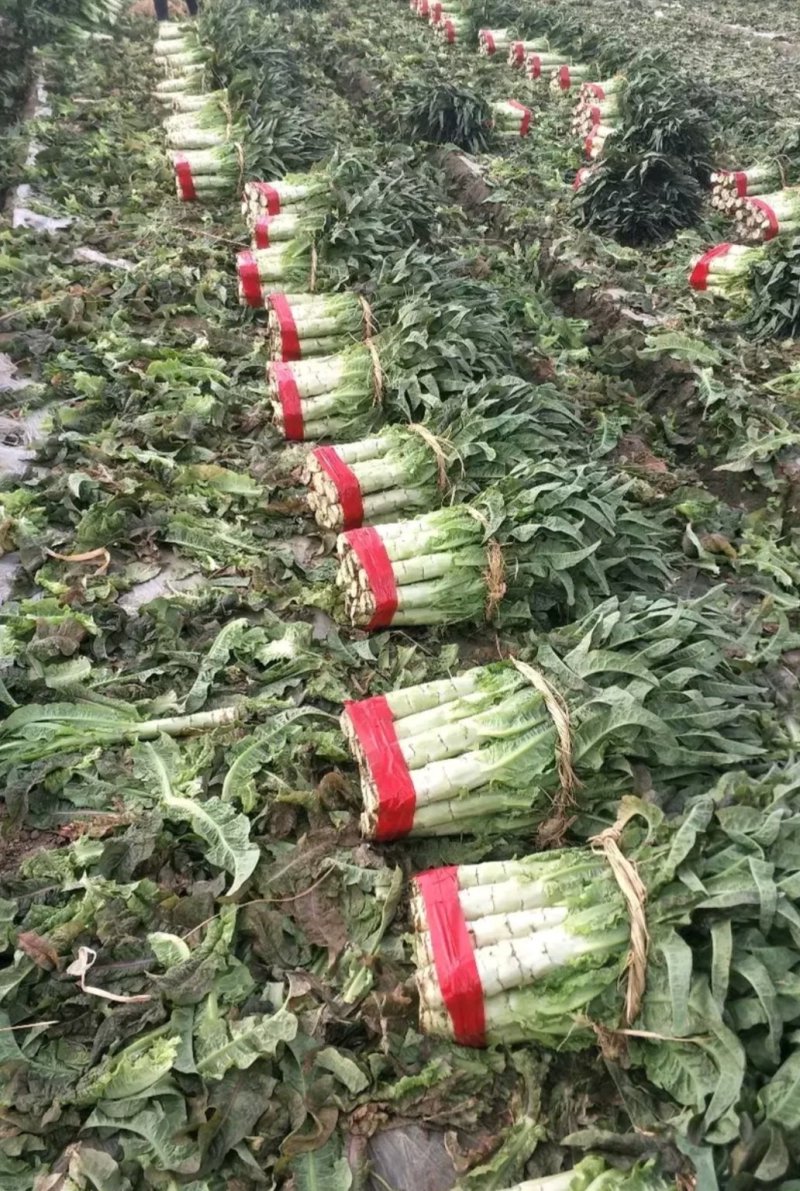 云南高原精品紫叶莴笋香笋产地货量充足可长期供货