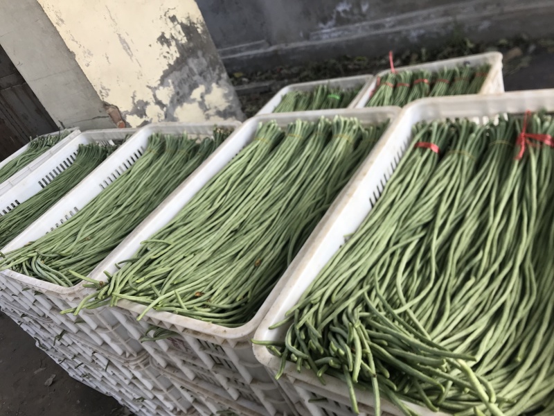 精品长豆角