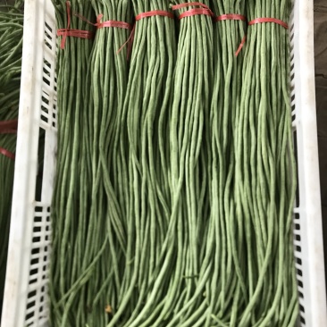 精品长豆角