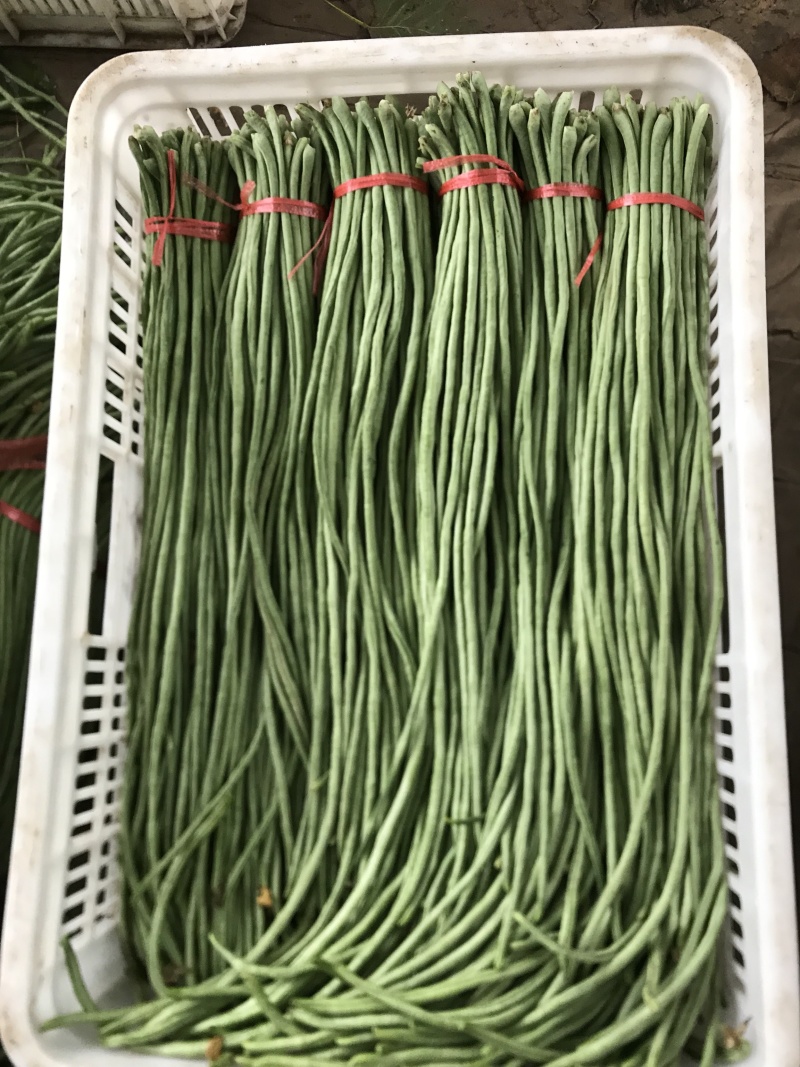 精品长豆角