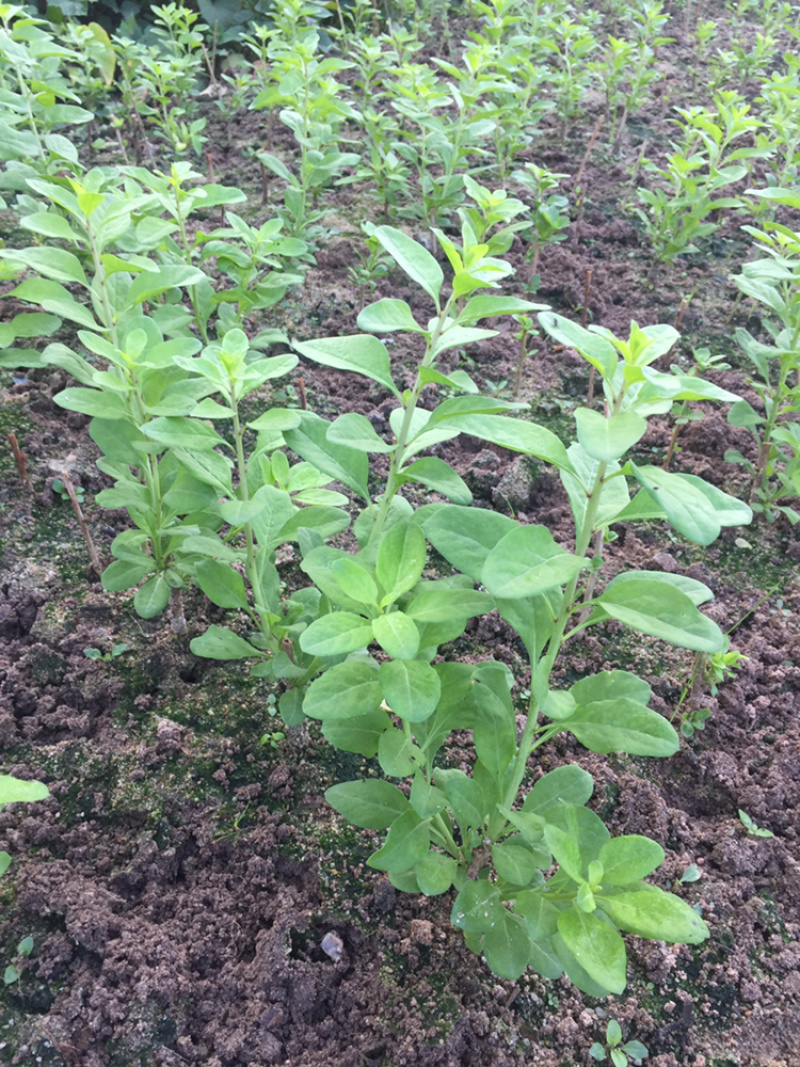 大叶枸杞苗叶用枸杞种苗食叶型广东枸杞苗煲汤专用